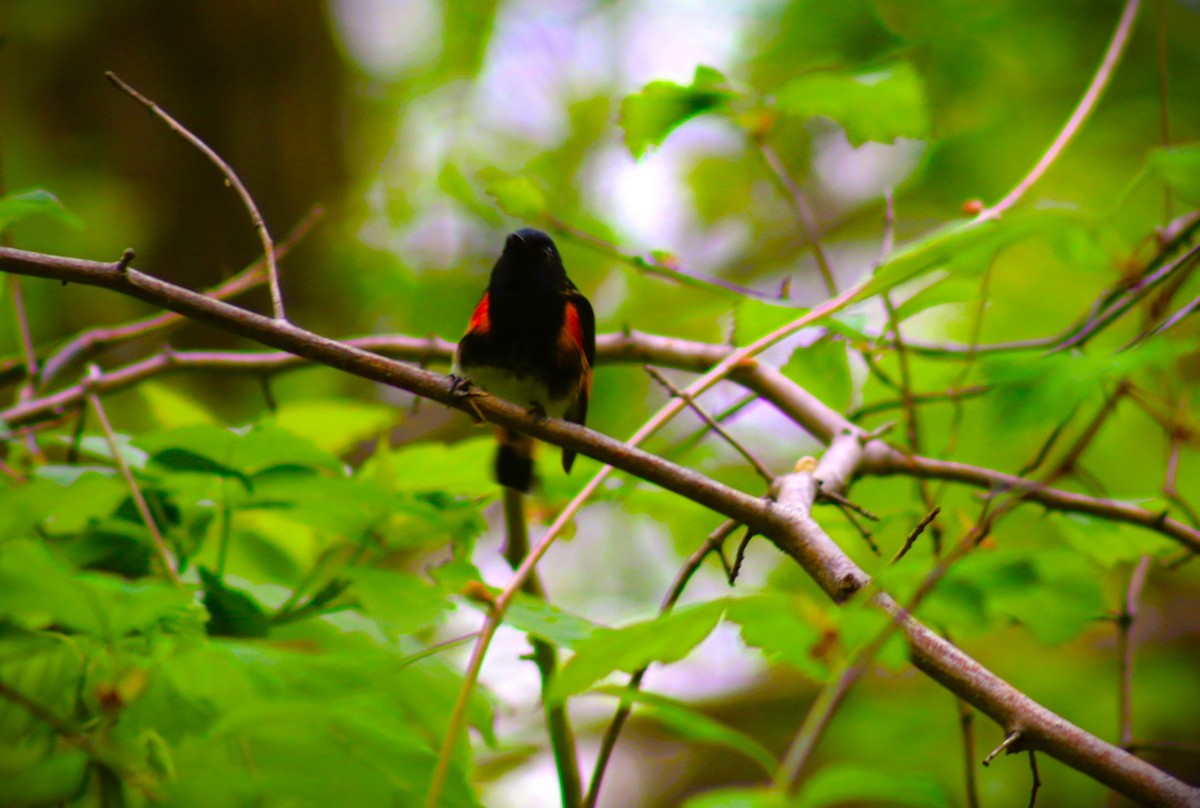 American Redstart - Alain Lavallée