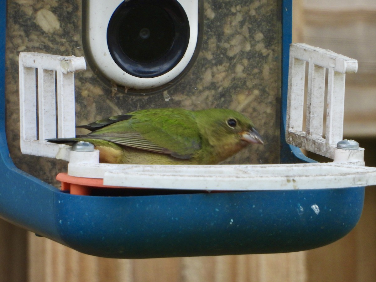 Painted Bunting - ML618968669