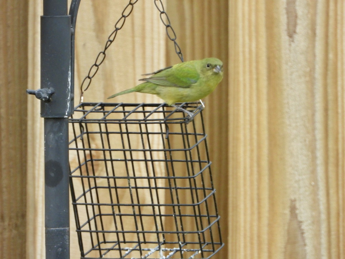 Painted Bunting - ML618968672