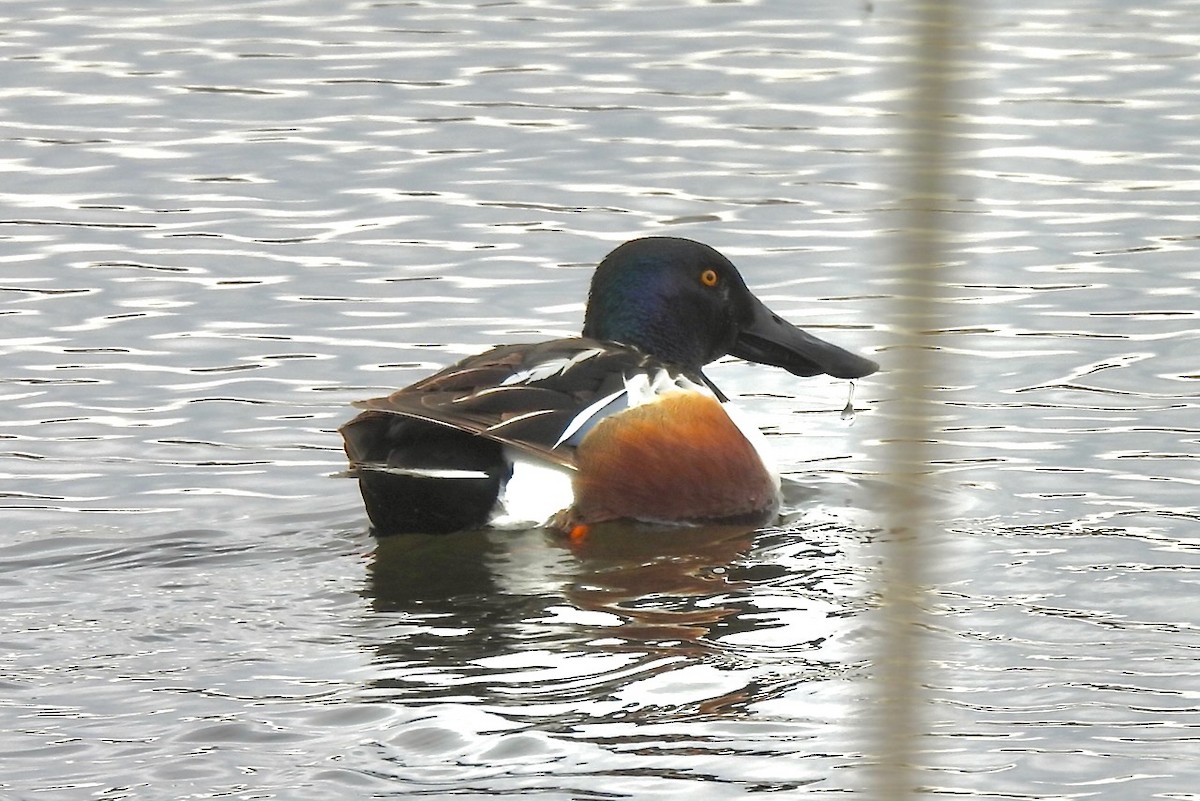 Northern Shoveler - Hobart Collins