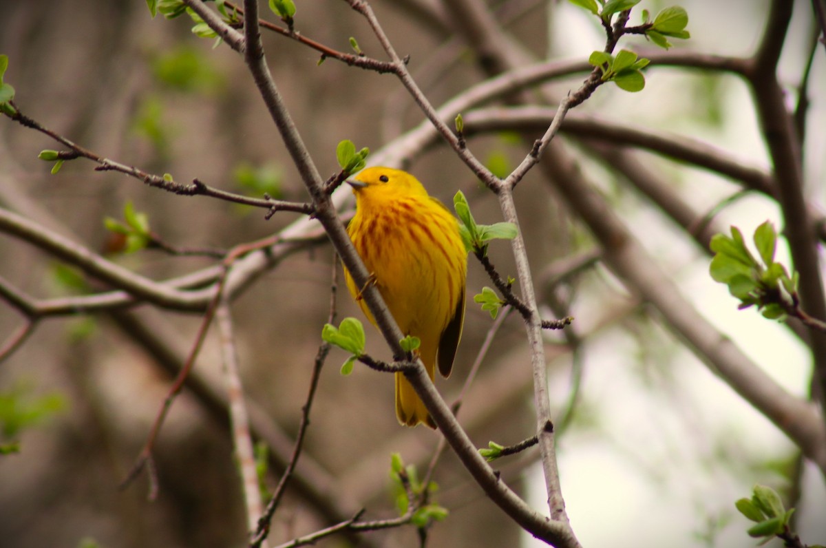 Yellow Warbler - Alain Lavallée