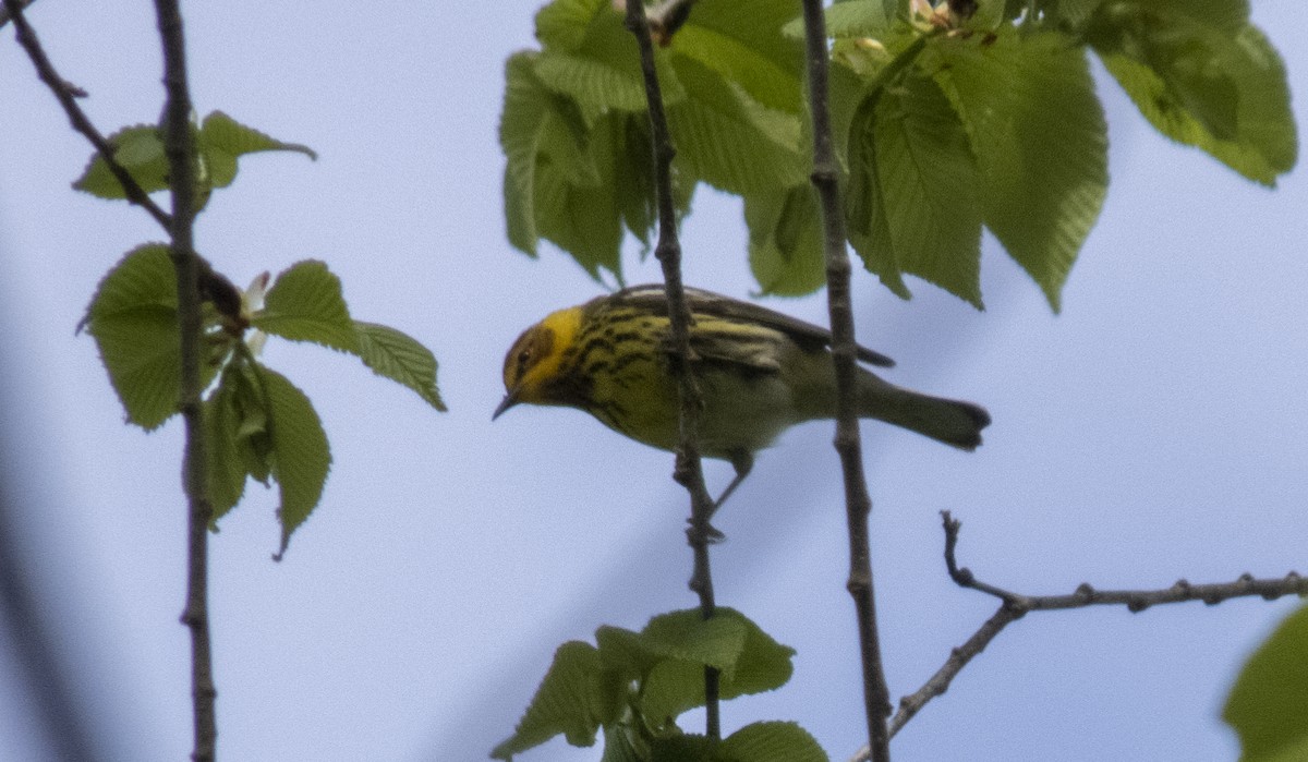 Cape May Warbler - Donald Slick