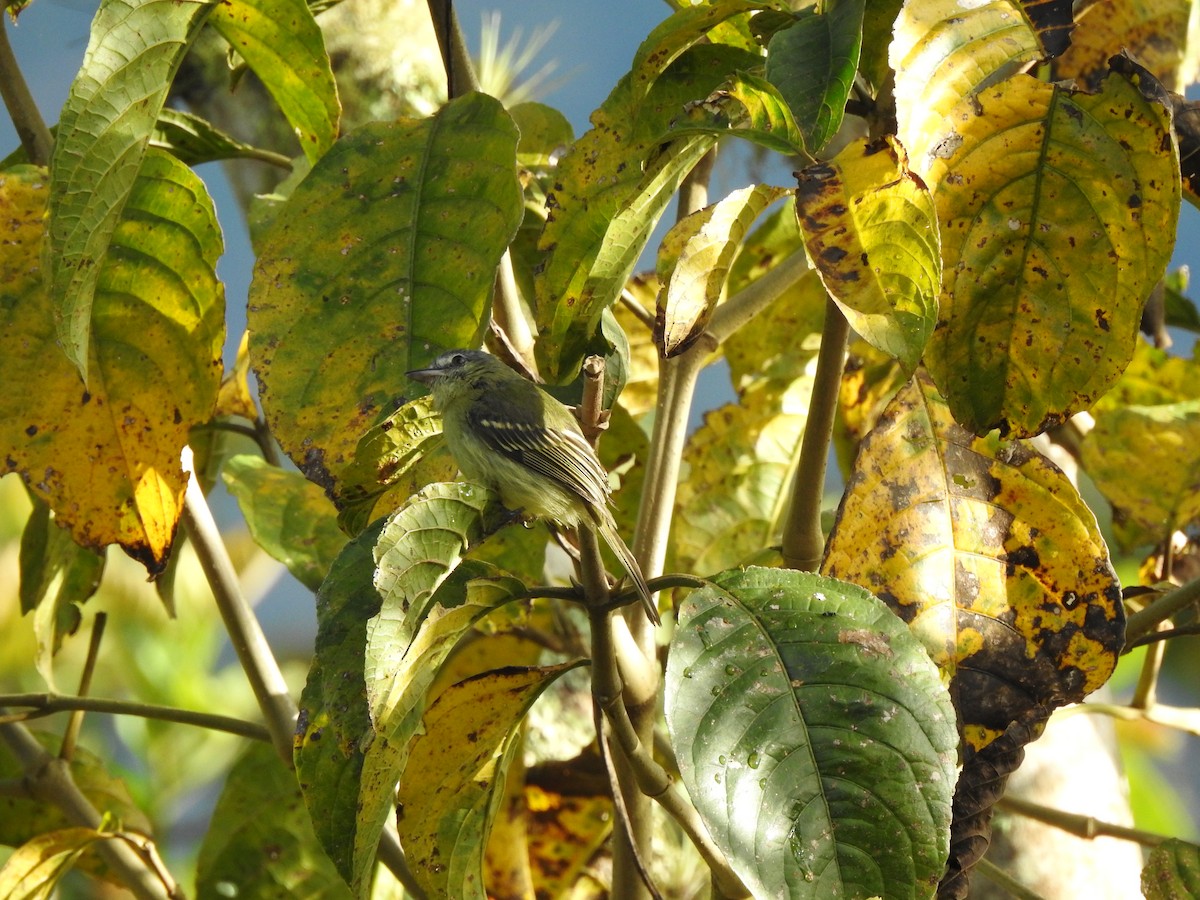 Slaty-capped Flycatcher - alexandra rozo