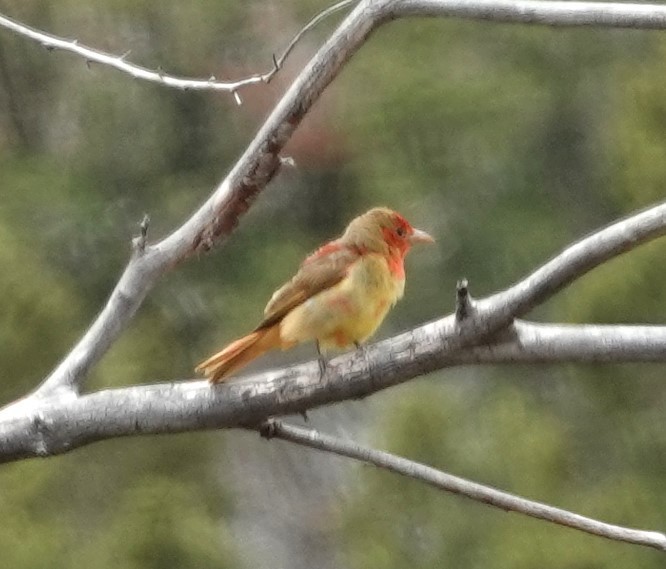 Summer Tanager - ML618968719