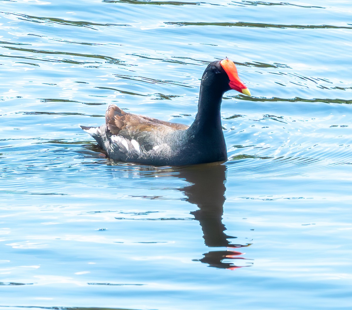 Common Gallinule - Mary-Rose Hoang
