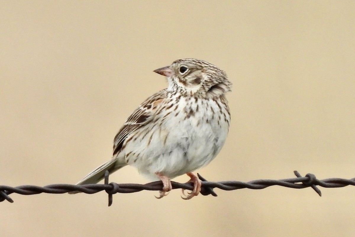 Vesper Sparrow - ML618968726