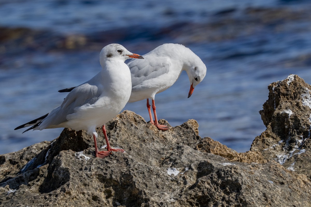 Black-headed Gull - ML618968729