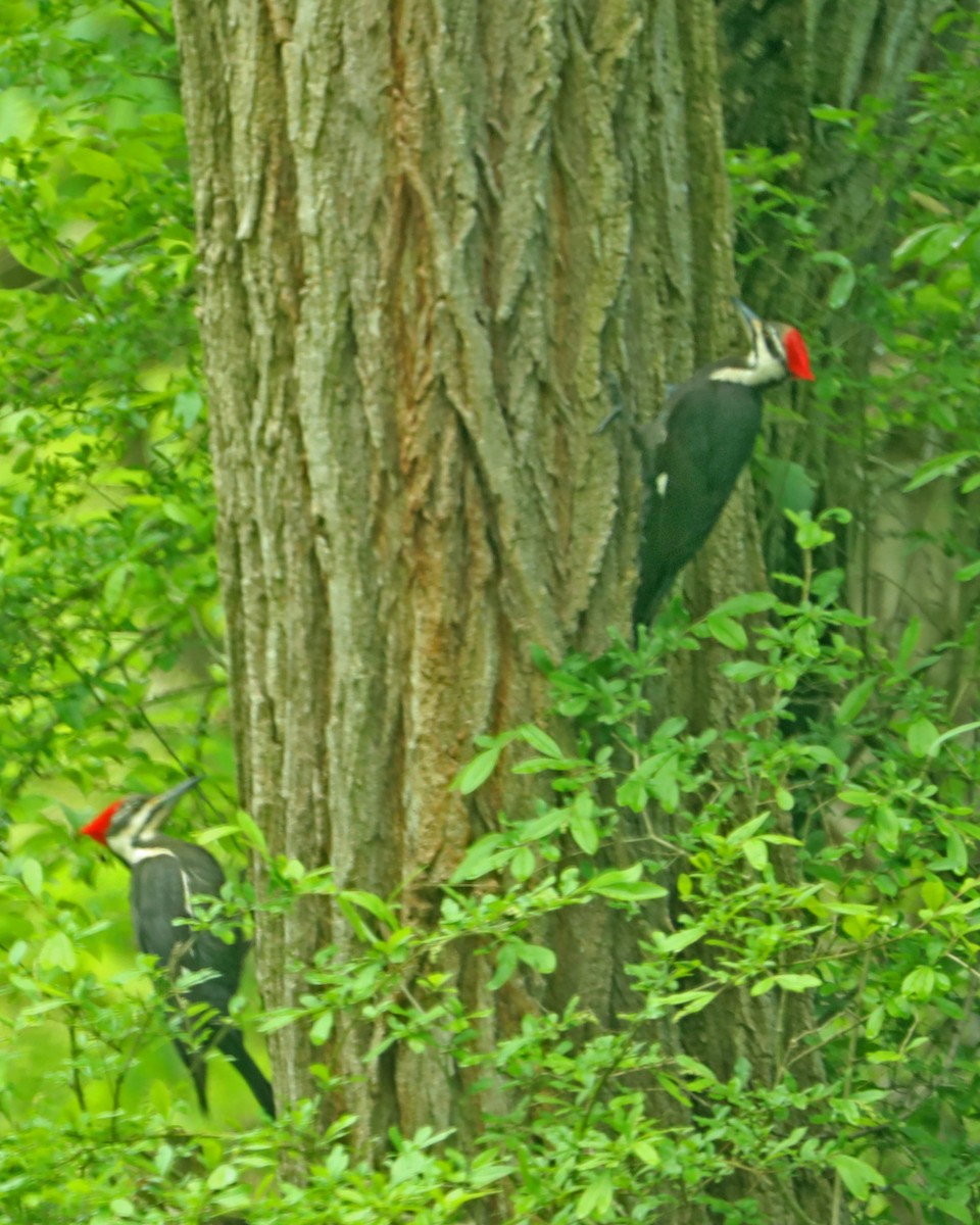 Pileated Woodpecker - ML618968732