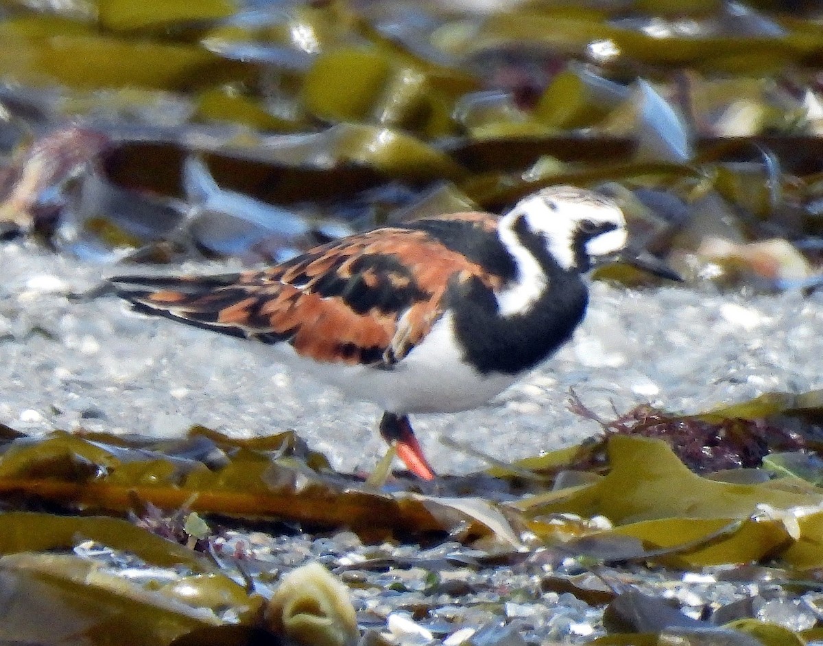 Ruddy Turnstone - ML618968753