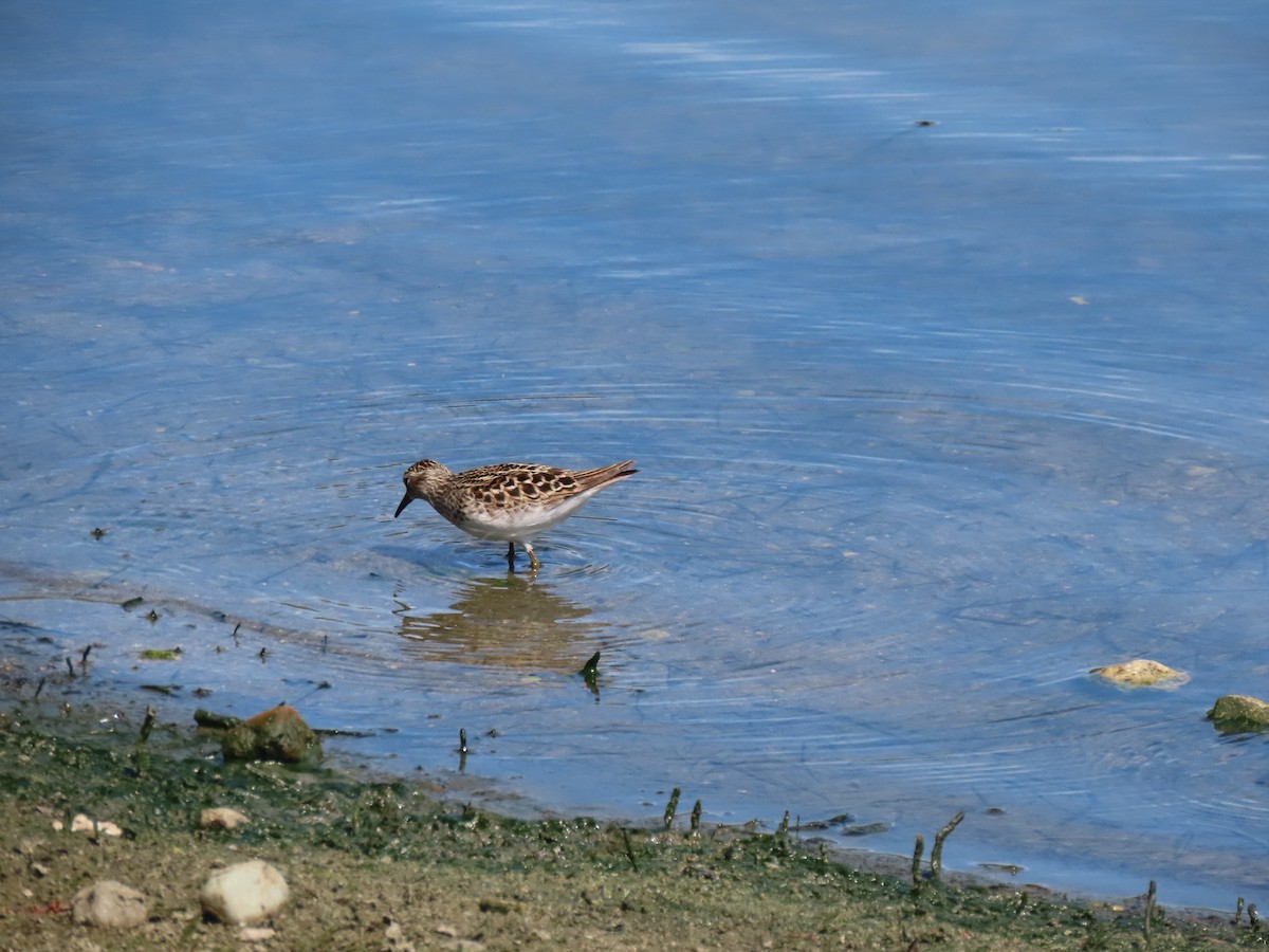 Least Sandpiper - ML618968759