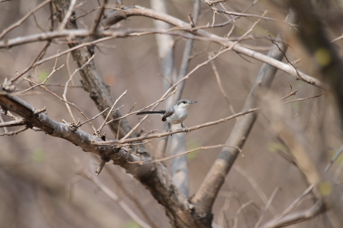 White-lored Gnatcatcher - David Medina