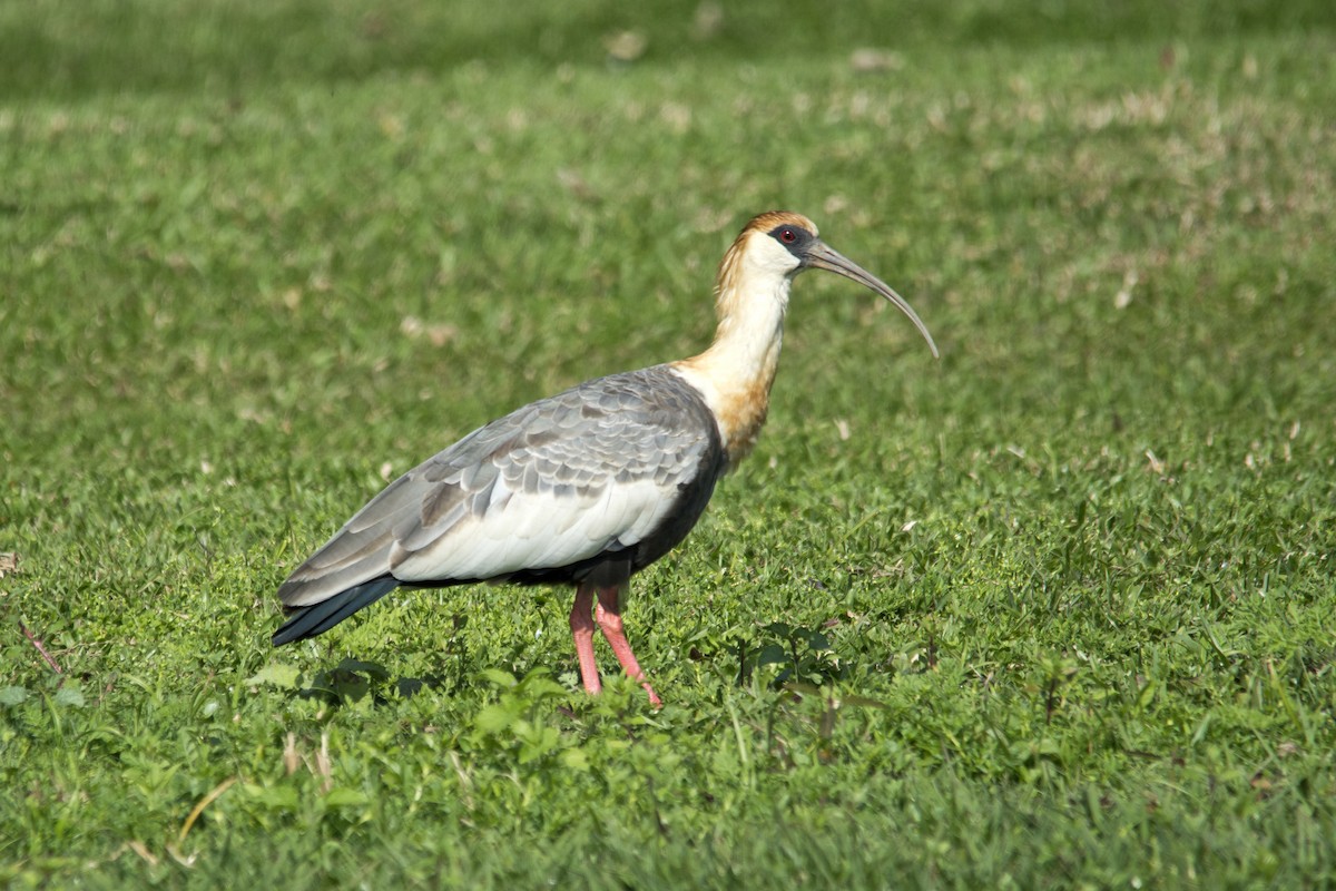 ibis bělokřídlý - ML618968811