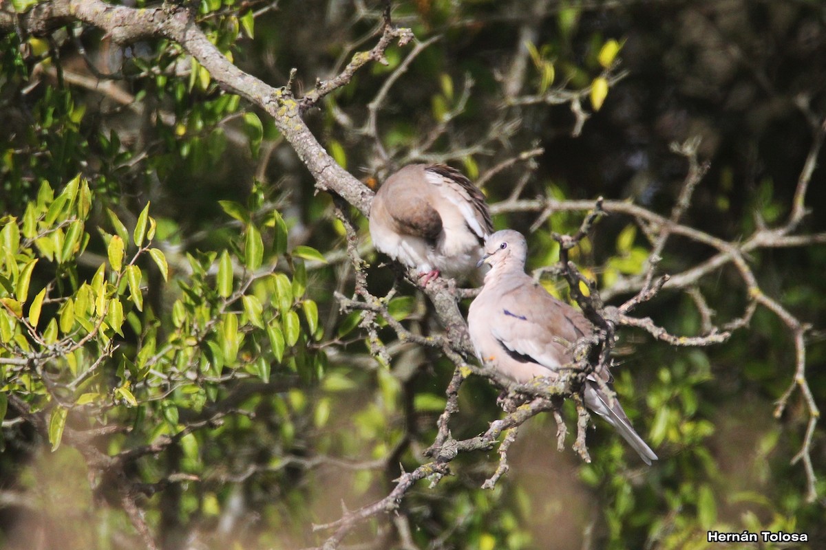 Picui Ground Dove - Hernán Tolosa