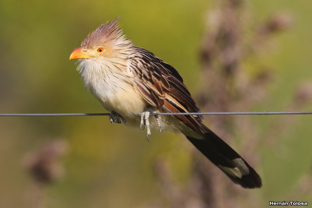 Guira Cuckoo - ML618968824
