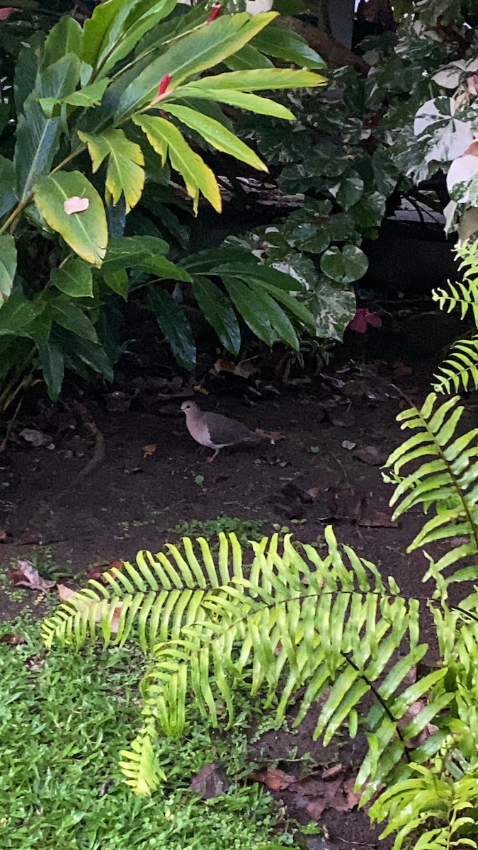 White-tipped Dove - ML618968834