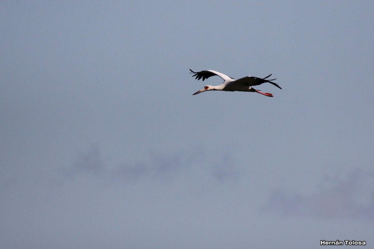 Maguari Stork - ML618968838