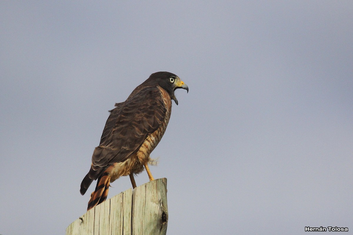Roadside Hawk - ML618968847