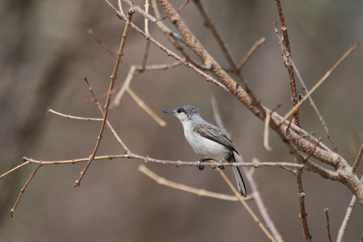 White-lored Gnatcatcher - ML618968848