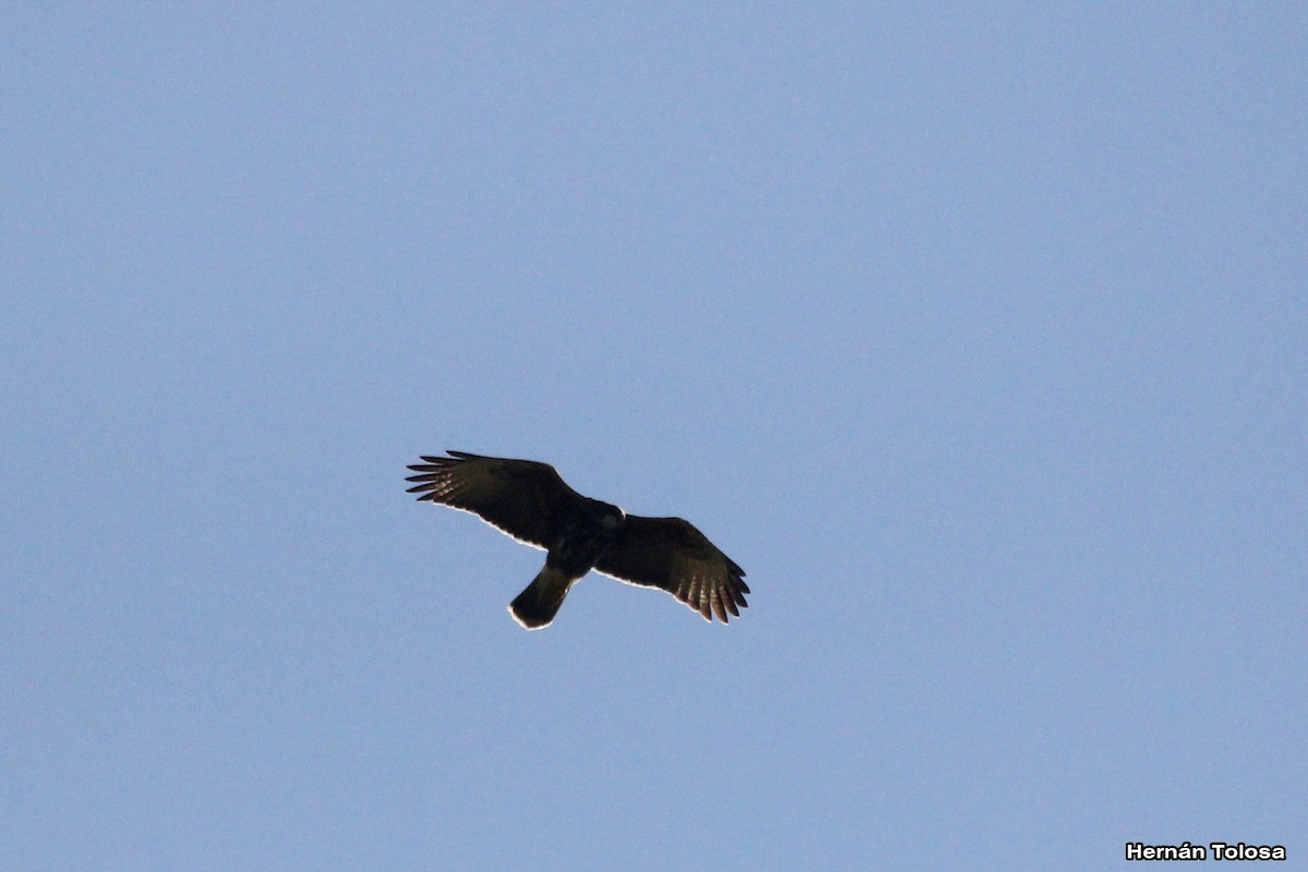 Harris's Hawk - Hernán Tolosa