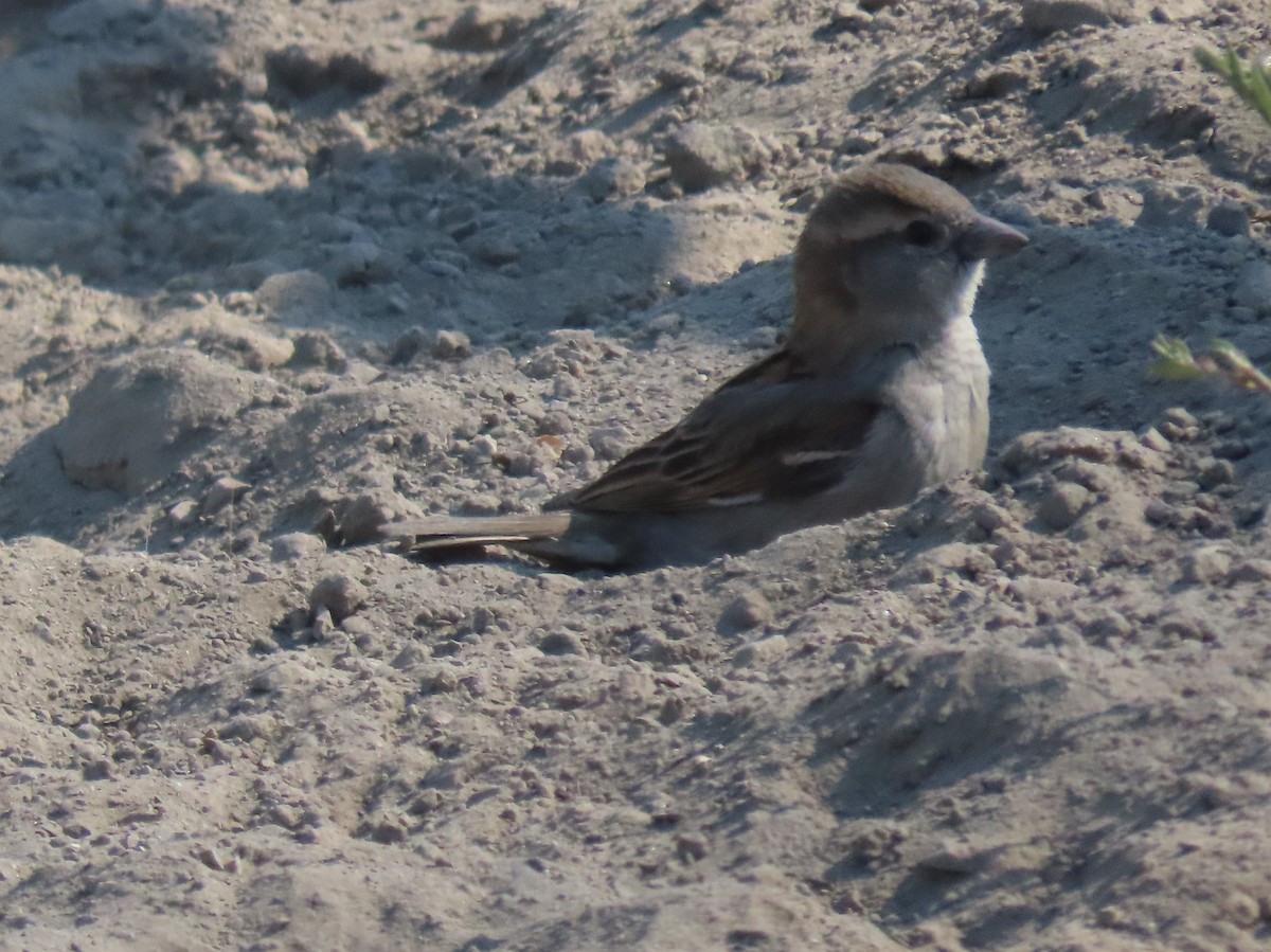 House Sparrow - ML618968868