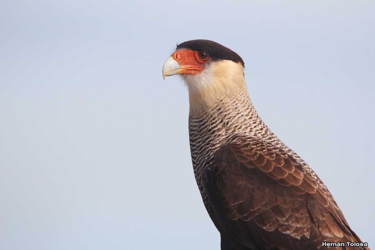 Crested Caracara - ML618968871