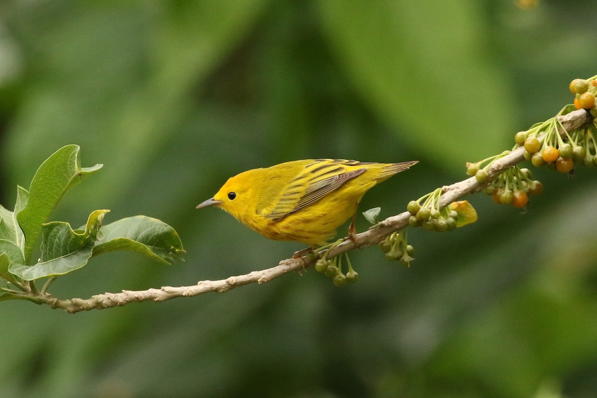 Yellow Warbler - John and Milena Beer