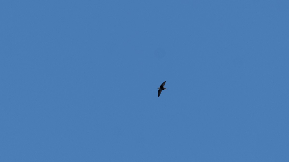 Chimney Swift - ML618968878