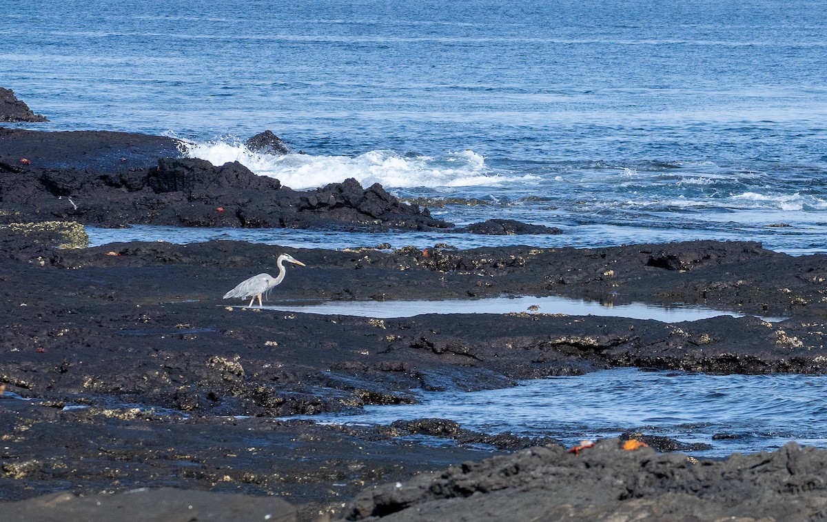 Great Blue Heron - ML618968886