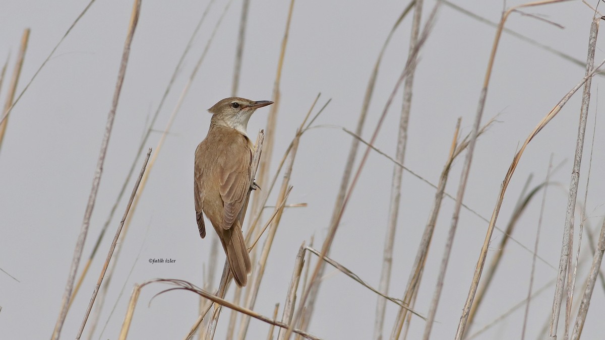 Great Reed Warbler - Fatih Izler