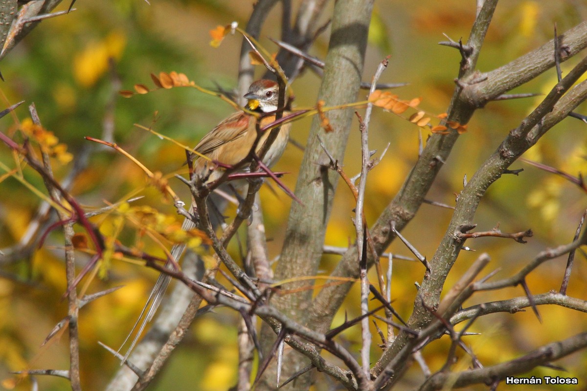 Chotoy Spinetail - ML618968905