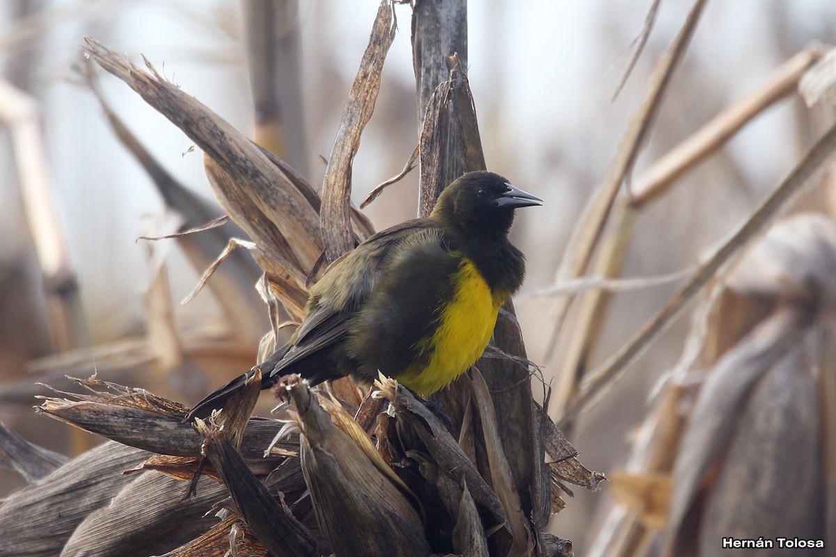 Brown-and-yellow Marshbird - Hernán Tolosa
