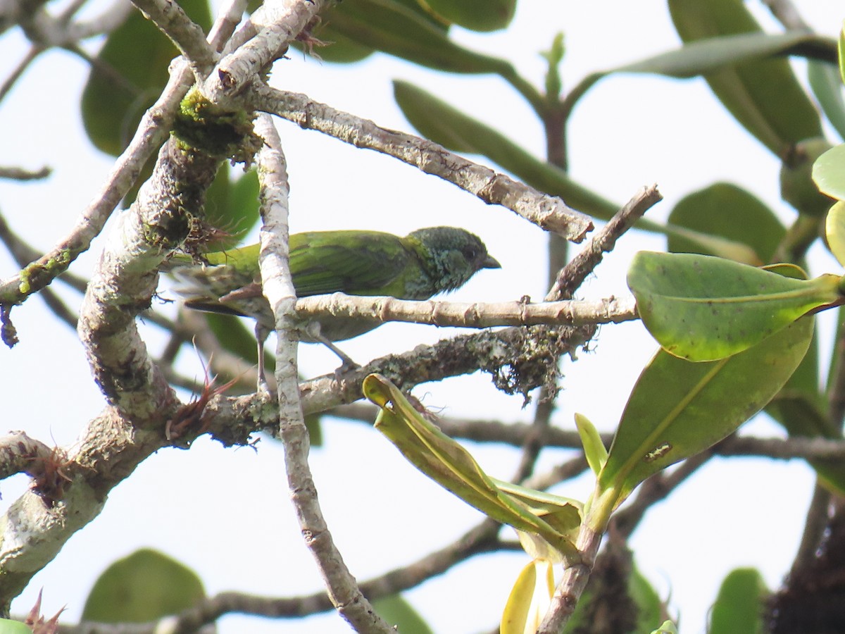 Black-capped Tanager - Sandra Lema