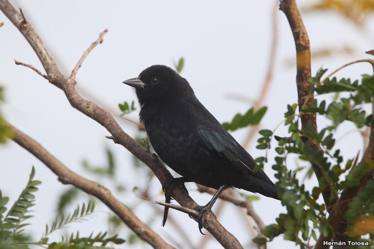 Screaming Cowbird - ML618968964