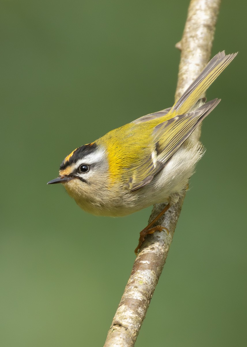 Common Firecrest - ML618968966