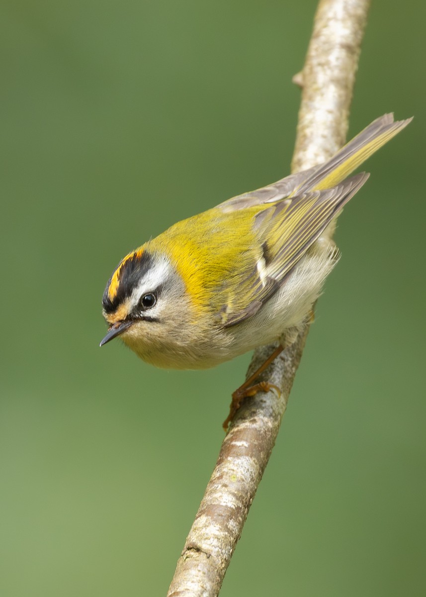 Common Firecrest - ML618968968