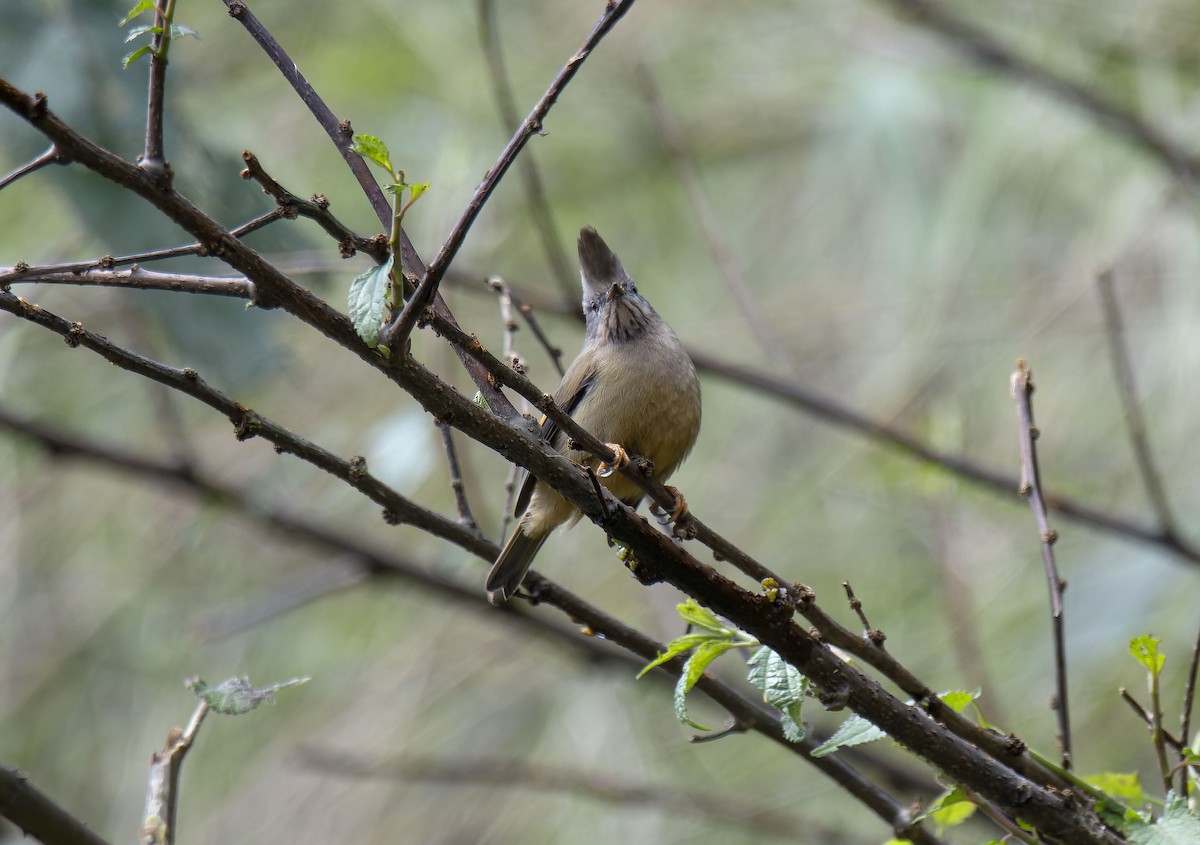 Stripe-throated Yuhina - Antonio Ceballos Barbancho