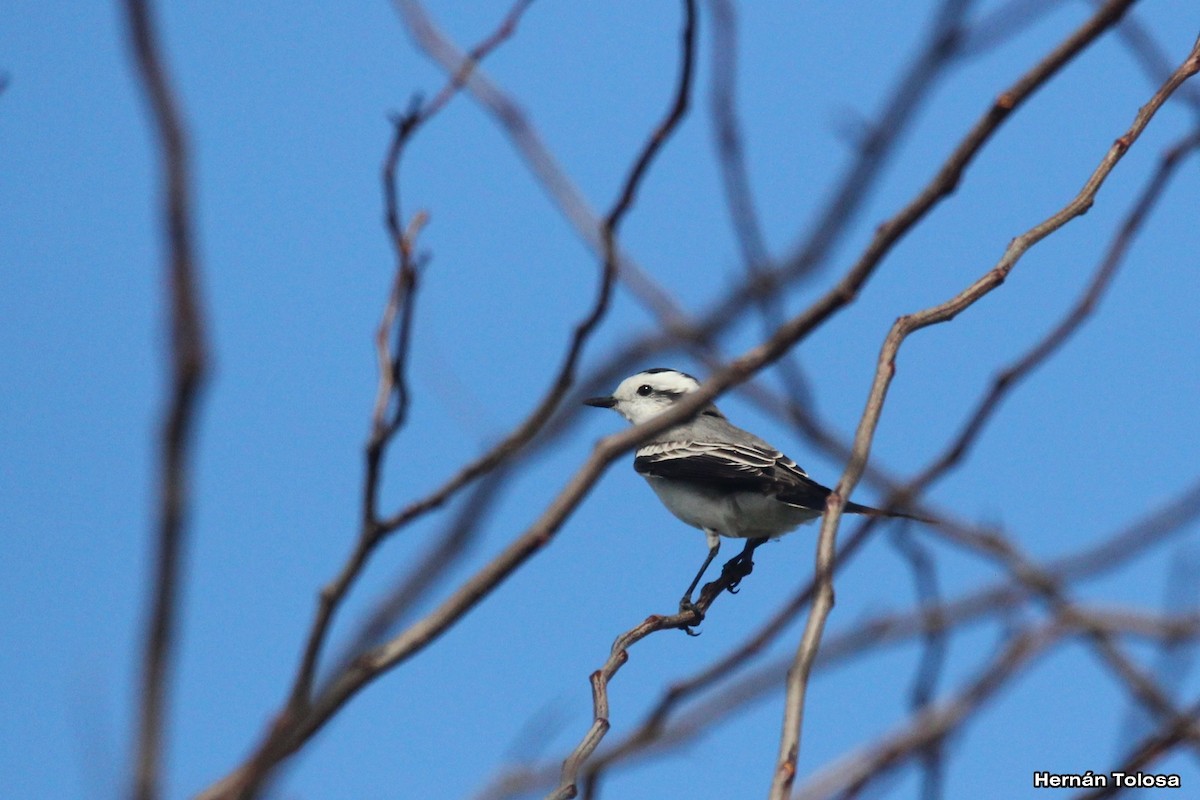 Black-crowned Monjita - ML618968980