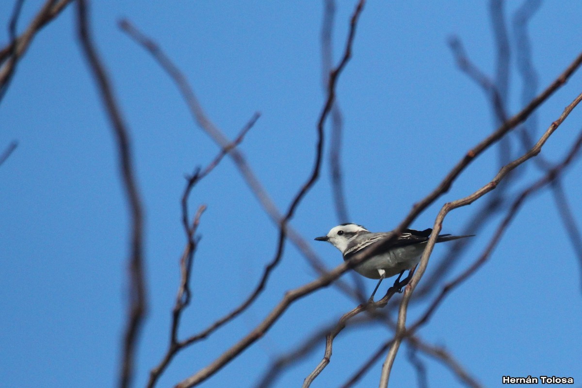 Black-crowned Monjita - ML618968981