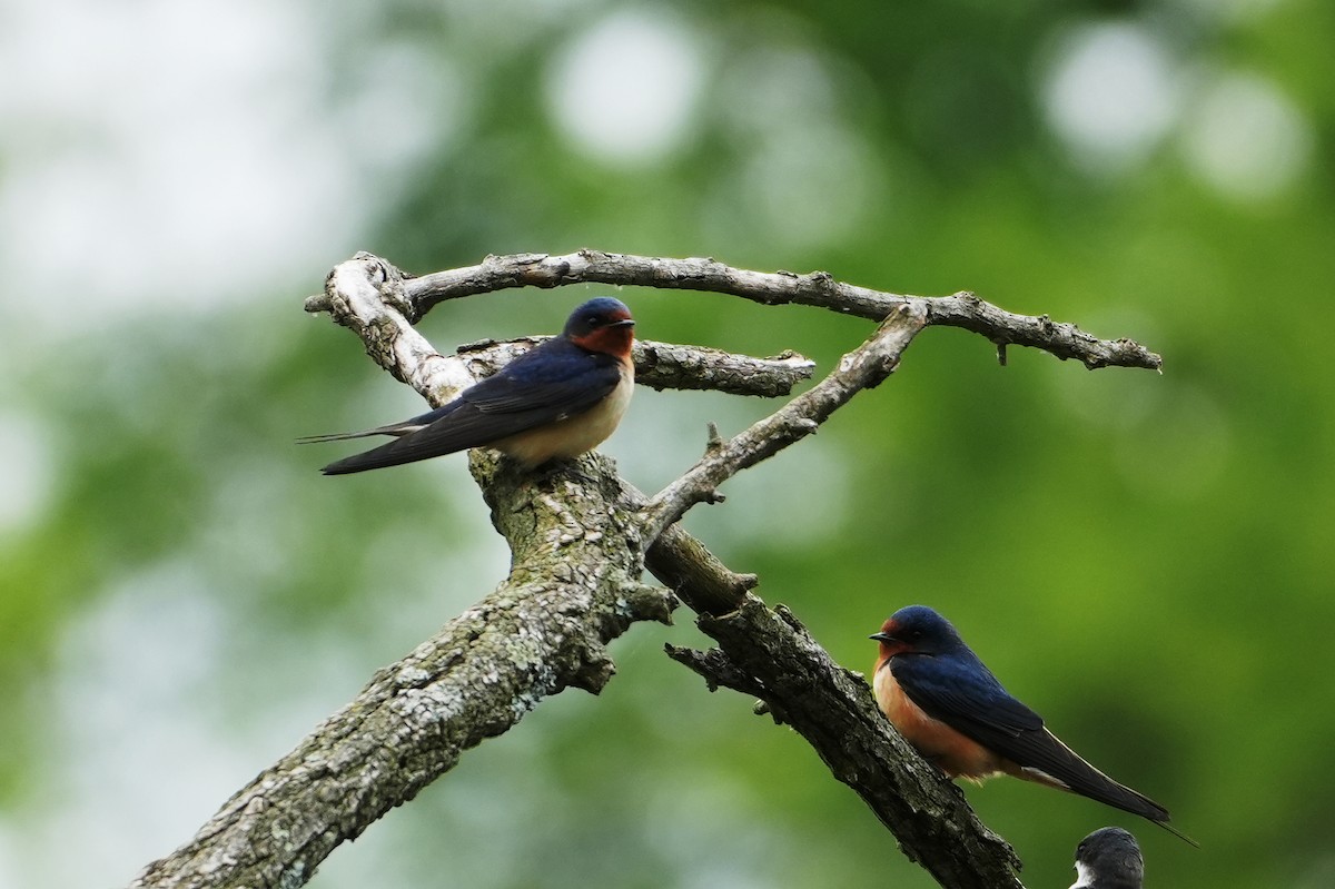 Barn Swallow - Melody Ragle