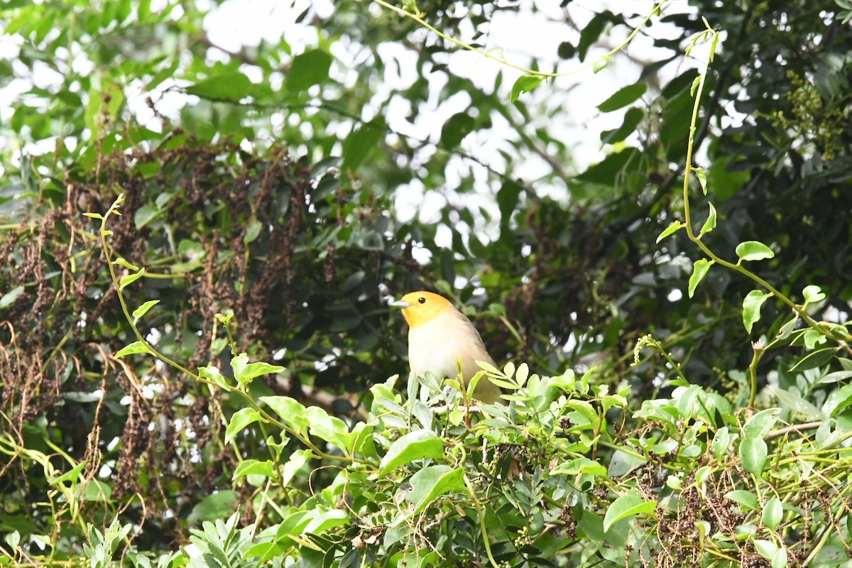 Orange-headed Tanager - Sebastián Dardanelli