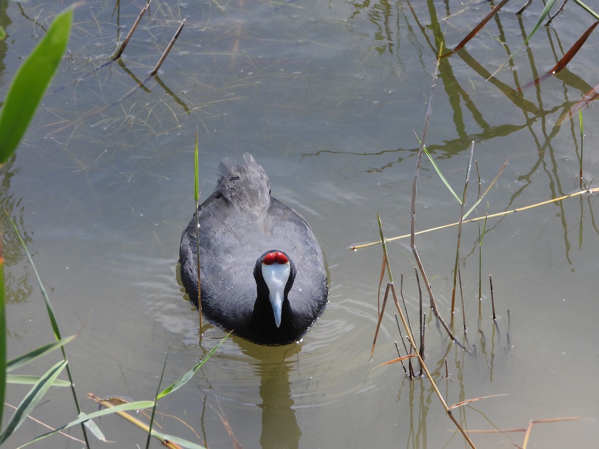 Red-knobbed Coot - ML618969009