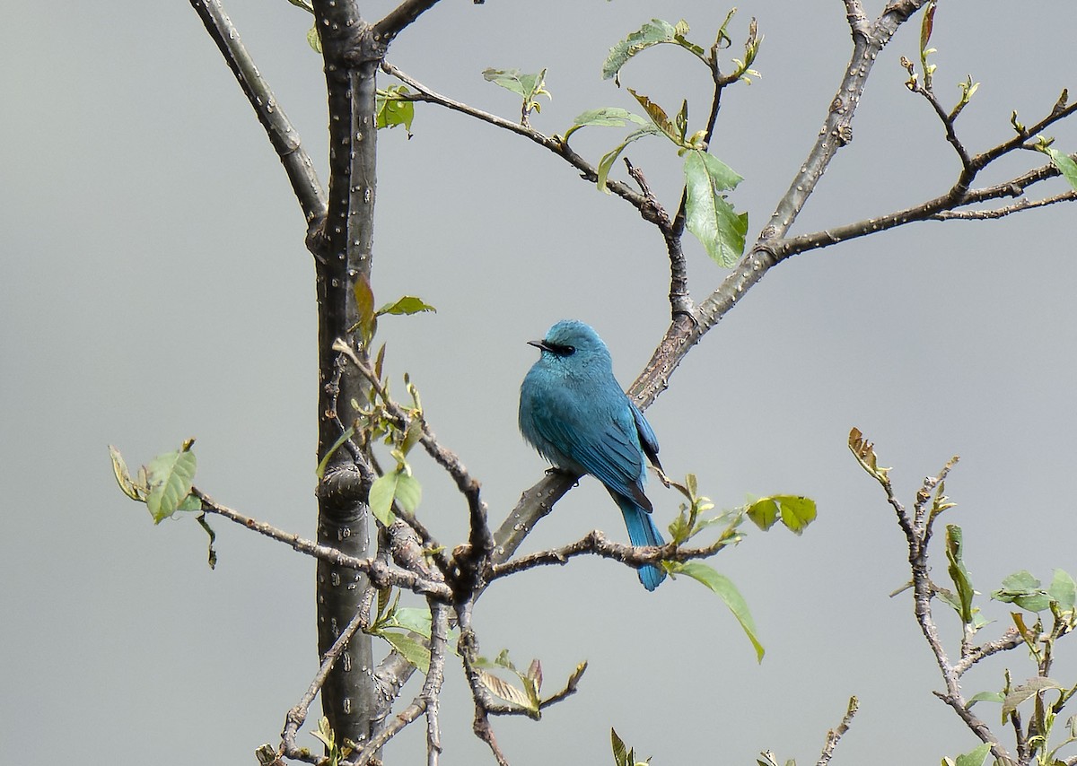 Verditer Flycatcher - Antonio Ceballos Barbancho