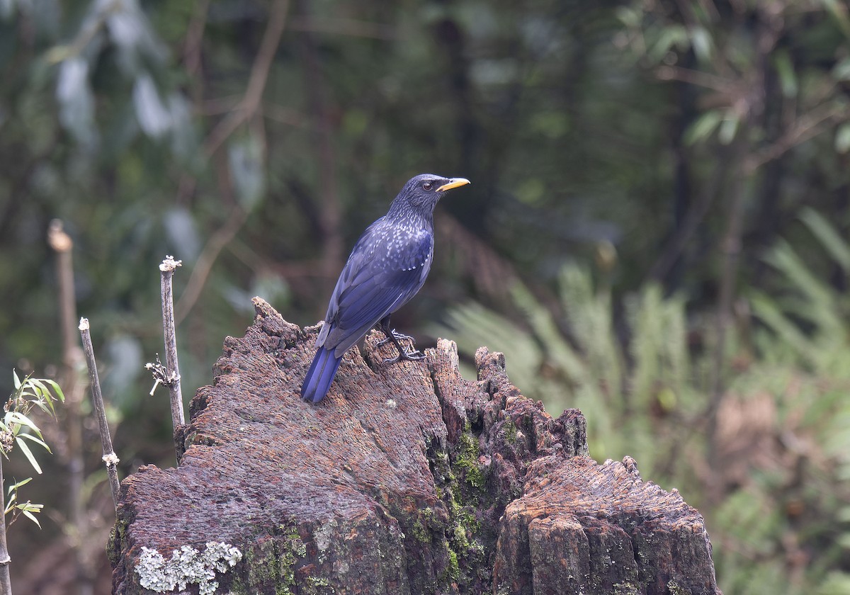 Blue Whistling-Thrush - Antonio Ceballos Barbancho