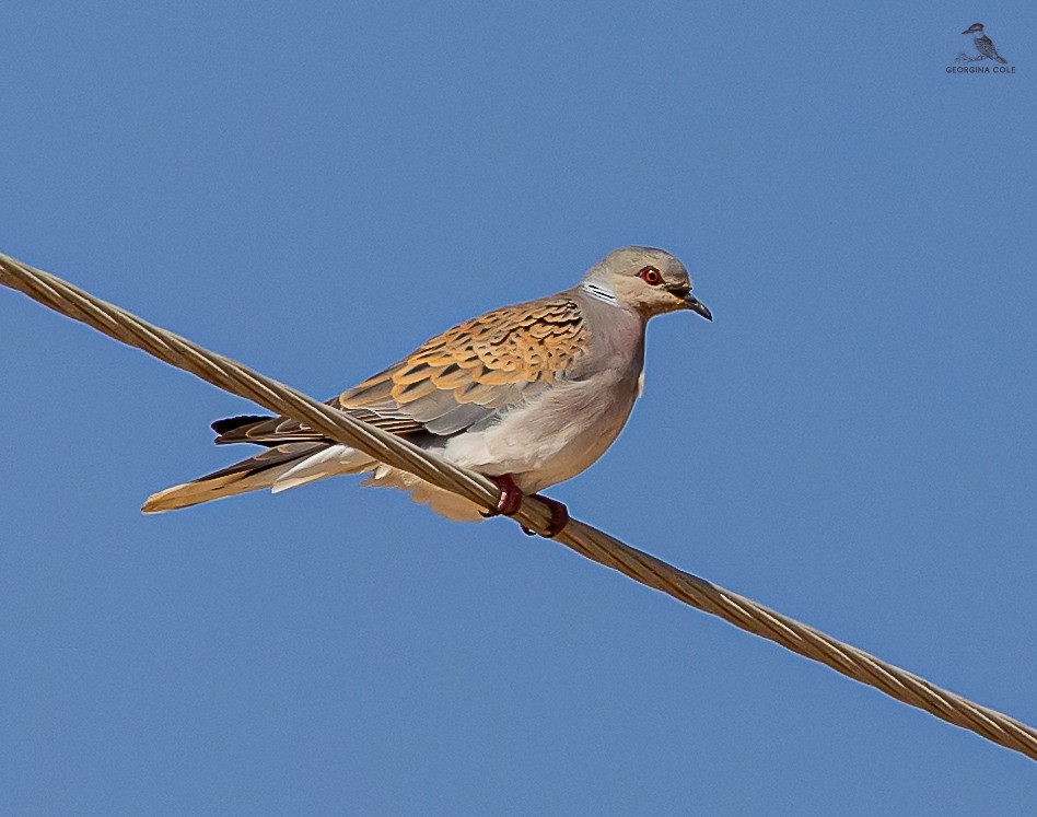 European Turtle-Dove - ML618969038