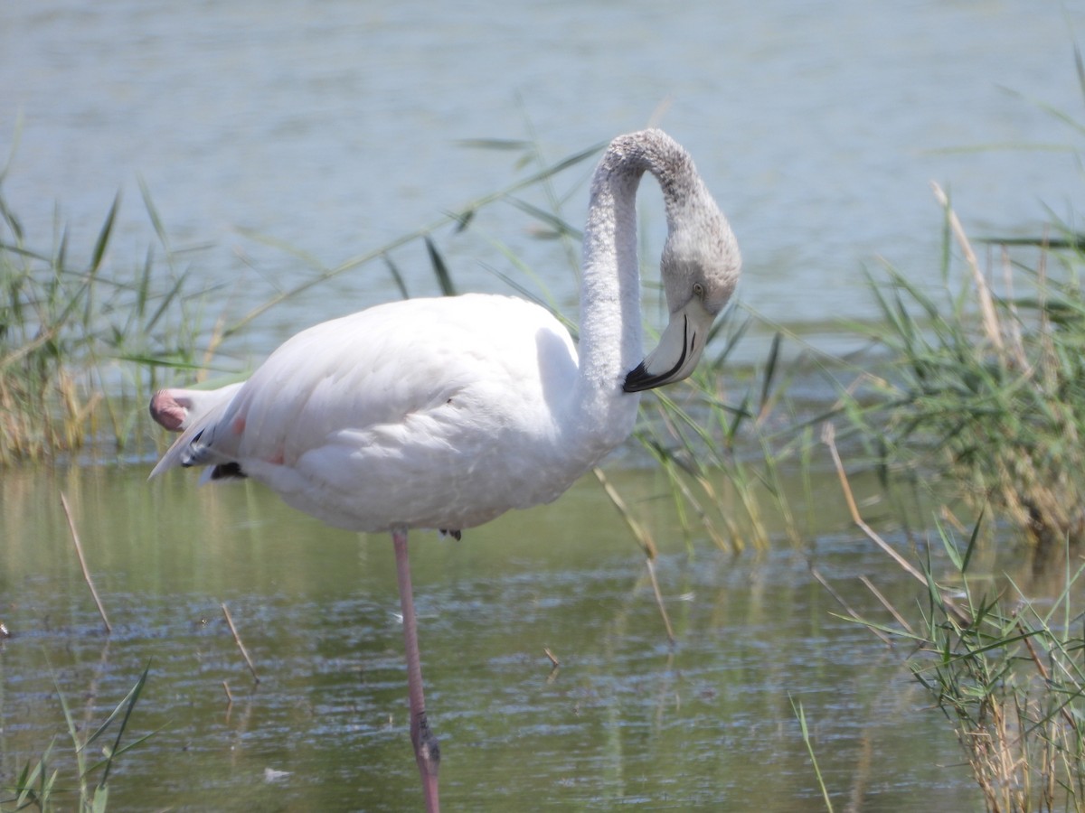 Greater Flamingo - ML618969039