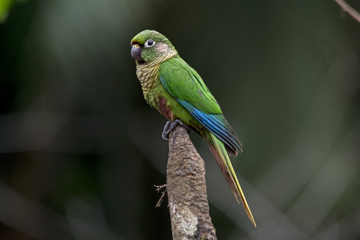 Maroon-bellied Parakeet - Marco Silva