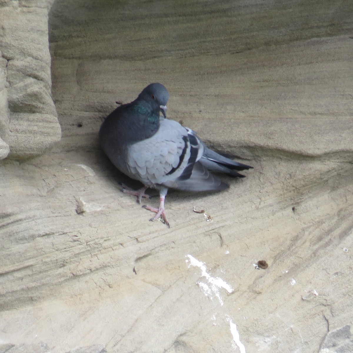 Rock Pigeon (Feral Pigeon) - ML618969046