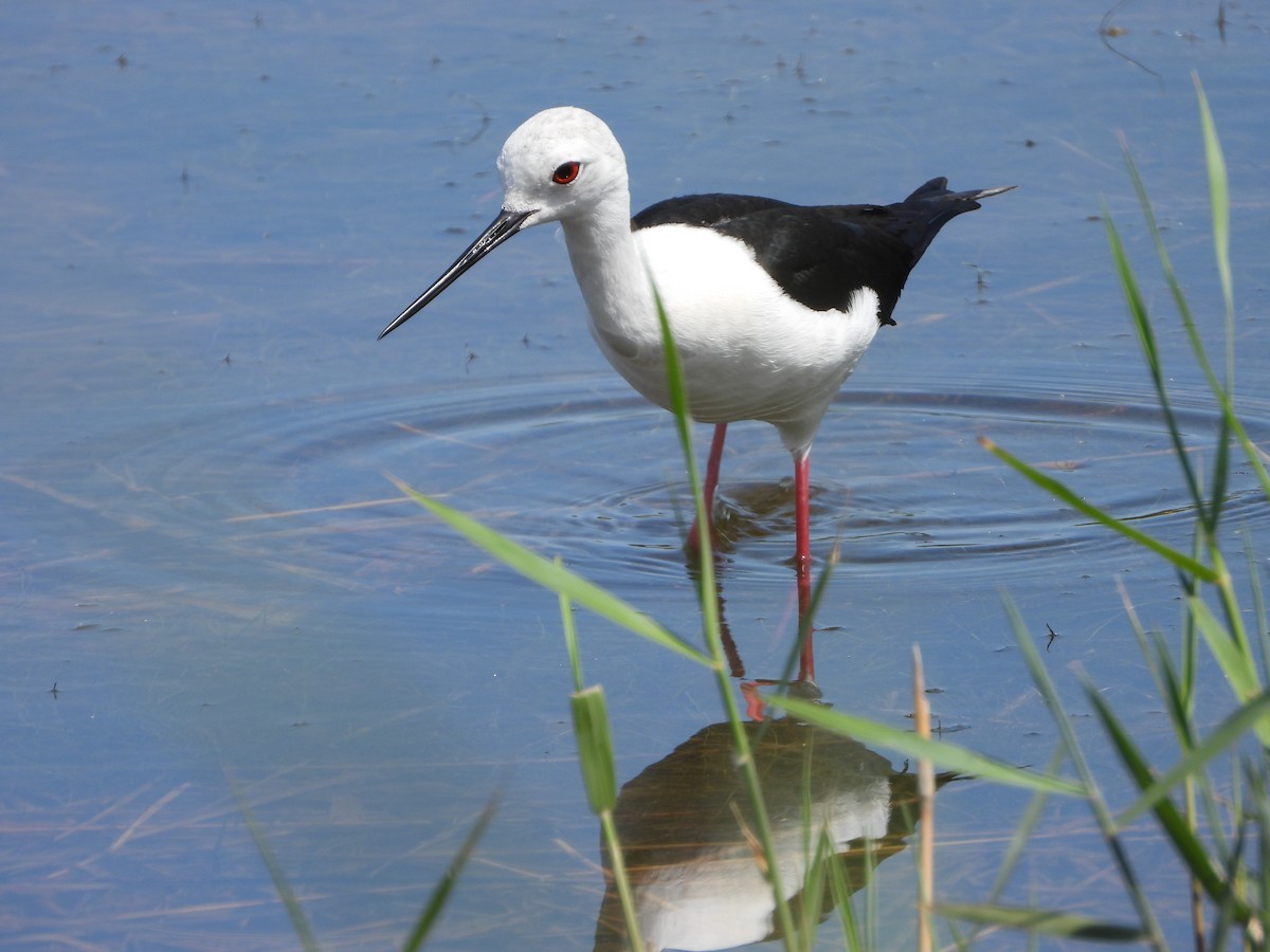 Black-winged Stilt - ML618969052