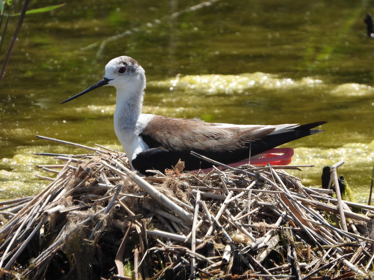 Black-winged Stilt - ML618969055