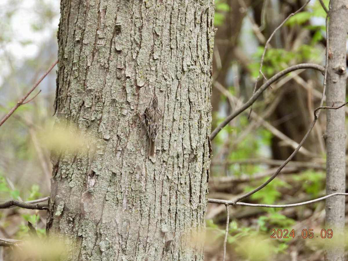 Brown Creeper - Lyne Pelletier